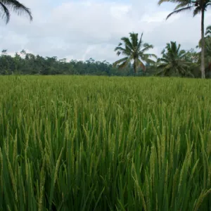 Bali 5393