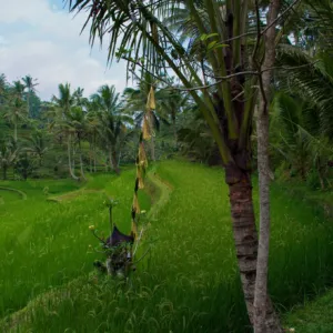 Bali 5404