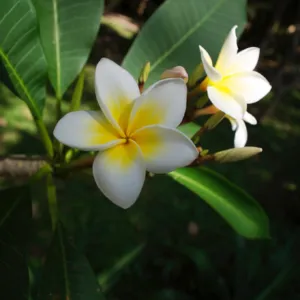 Thaïlande 7137